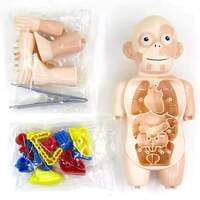 human body model ك 608 # 72 مجسم جسم الإنسان human body model ك 608 # 72 مجسم جسم الإنسان