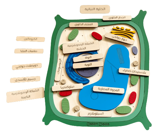 الخلية النباتية - عربي
