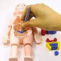 human body model ك 608 # 72 مجسم جسم الإنسان human body model ك 608 # 72 مجسم جسم الإنسان