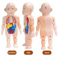 human body model ك 608 # 72 مجسم جسم الإنسان human body model ك 608 # 72 مجسم جسم الإنسان