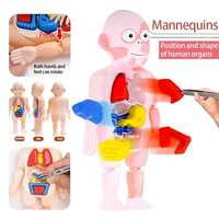 human body model ك 608 # 72 مجسم جسم الإنسان human body model ك 608 # 72 مجسم جسم الإنسان