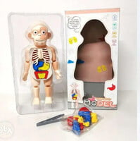 human body model ك 608 # 72 مجسم جسم الإنسان human body model ك 608 # 72 مجسم جسم الإنسان