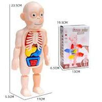 human body model ك 608  # 72 مجسم جسم الإنسان