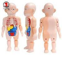 human body model ك 608 # 72 مجسم جسم الإنسان human body model ك 608 # 72 مجسم جسم الإنسان