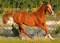 تريفل بازل 500 ق THE BEAUTY OF GALLOP تريفل بازل 500 ق THE BEAUTY OF GALLOP